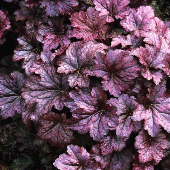 Изображение Гейхера мелкоцветковая "Palace Purple"