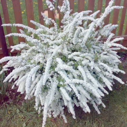 Изображение Спирея пепельная "Грейфшейм"