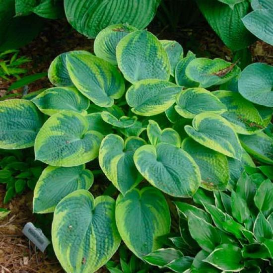 Изображение Хоста гибридная "Tokudama Flavocircinalis" 