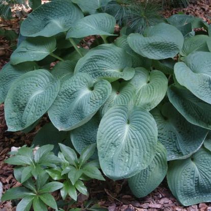 Изображение Хоста Зибольда "Elegans"