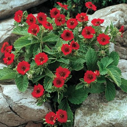 Изображение Лапчатка кроваво-красная "Scarlet Red"