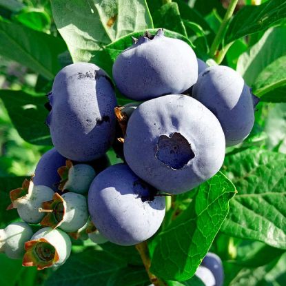 Изображение Голубика "Bluecrop" (Блюкроп)