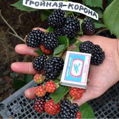 Изображение Ежевика "Тройная корона"
