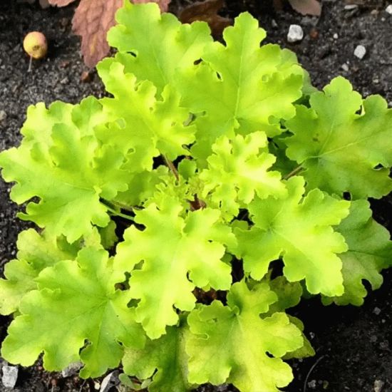 Изображение Гейхера Лайм Раффлз (Lime Ruffles)