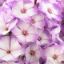 Изображение Флокс метельчатый "Sweet Summer Fantasy"