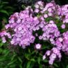 Изображение Флокс метельчатый "Sweet Summer Fantasy" 