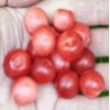 Изображение Вишня войлочная "Нектаринная"
