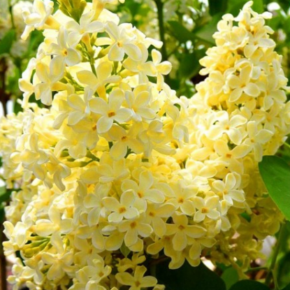 Изображение Сирень "Primerose" 