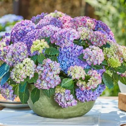 Изображение Гортензия крупнолистная Tabletensia Purple