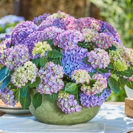 Изображение Гортензия крупнолистная Tabletensia Purple