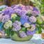 Изображение Гортензия крупнолистная Tabletensia Purple