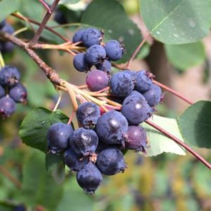 Изображение Ирга "Greatberry Farm"  (Грейтберри Фарм)